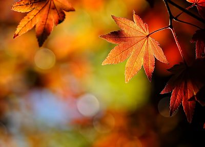 природа, осень, листья - оригинальные обои рабочего стола