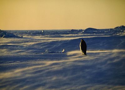 лед, зима, снег, пингвины - случайные обои для рабочего стола