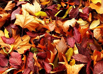 осень, листья, опавшие листья - обои на рабочий стол