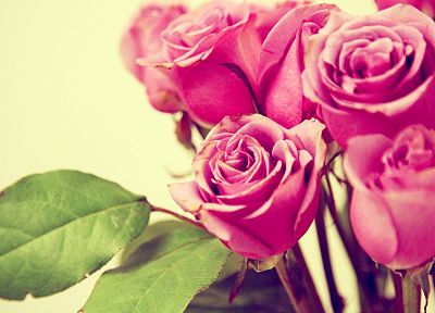 природа, цветы, розы - обои на рабочий стол