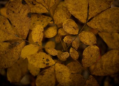 природа, осень, листья - обои на рабочий стол