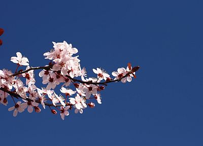 вишни в цвету, цветы, розовые цветы, голубое небо - случайные обои для рабочего стола