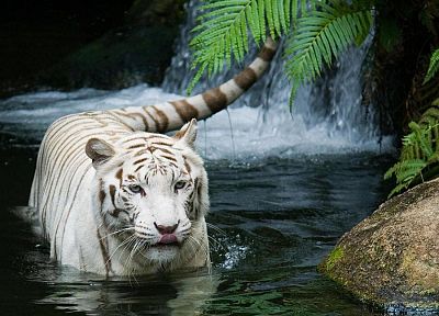 животные, тигры, водопады - обои на рабочий стол