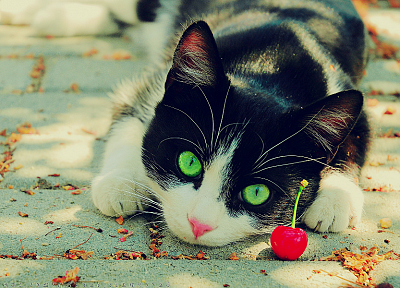 кошки, животные, фрукты, на открытом воздухе, вишня, зеленые глаза - обои на рабочий стол