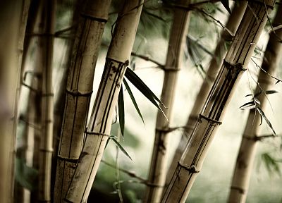 леса, листья, бамбук, растения - обои на рабочий стол