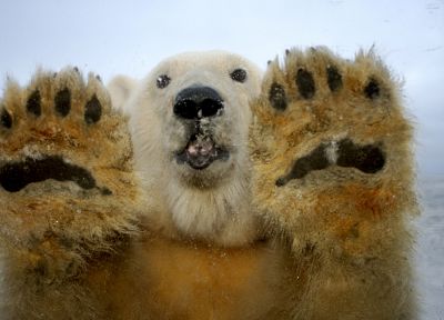 снег, животные, белые медведи - случайные обои для рабочего стола