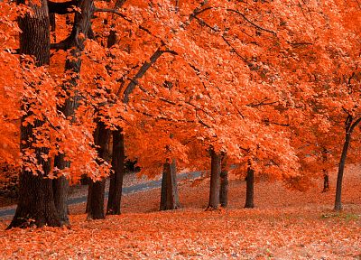 деревья, осень - копия обоев рабочего стола