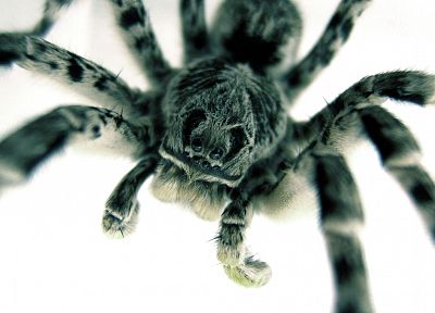 пауки, паукообразные - случайные обои для рабочего стола