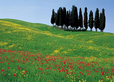цветы, Италия, мак - оригинальные обои рабочего стола