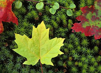осень, многоцветный, листья, мох - похожие обои для рабочего стола