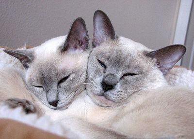 кошки, спальный - обои на рабочий стол