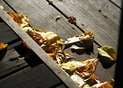 листья, опавшие листья - обои на рабочий стол