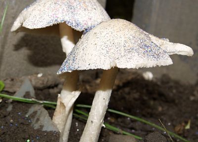 природа, грибы, растения, грибок - похожие обои для рабочего стола