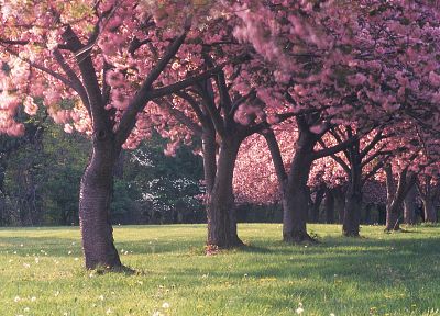 природа, вишни в цвету, деревья - оригинальные обои рабочего стола