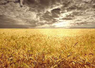 пейзажи, поля, пшеница, золотой - похожие обои для рабочего стола