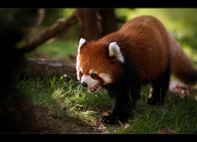 природа, животные, красные панды - обои на рабочий стол