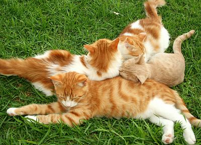 кошки, трава, котята - обои на рабочий стол