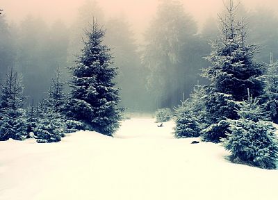 зима, снег, леса - обои на рабочий стол