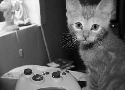 кошки, животные, монохромный, Xbox 360 - случайные обои для рабочего стола