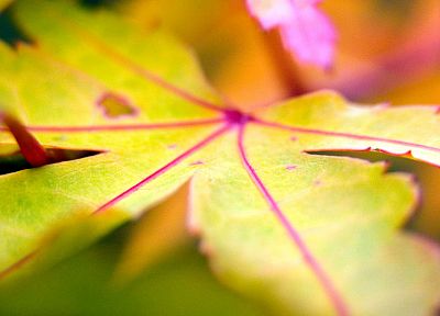 природа, осень, листья - случайные обои для рабочего стола