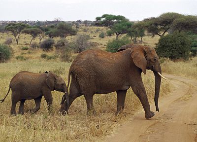 животные, живая природа, слоны, Африка, слоненок, Дикая Африка, ребенок животных - случайные обои для рабочего стола