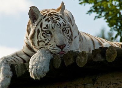 животные, тигры, белый тигр, деревянные панели - случайные обои для рабочего стола