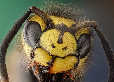 животные, насекомые, шершни, пчелы - обои на рабочий стол