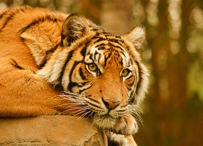животные, тигры - случайные обои для рабочего стола