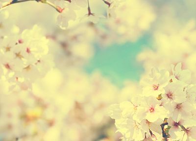 природа, цветы, сакура, весна, цветы - похожие обои для рабочего стола