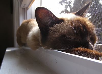 кошки, животные, оконные стекла - случайные обои для рабочего стола