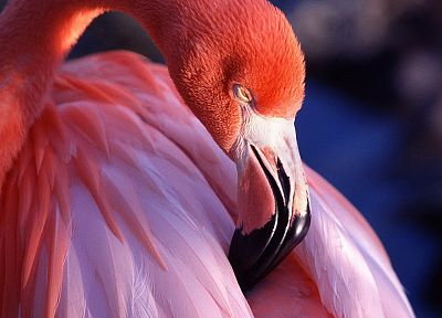 птицы, фламинго - случайные обои для рабочего стола