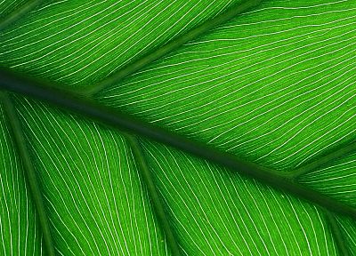 зеленый, лист - похожие обои для рабочего стола