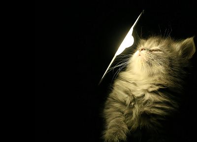 свет, кошки, темный фон - обои на рабочий стол