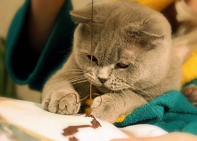 кошки, животные, кошачьи, Шотландская вислоухая кошка, Британская короткошерстная кошка - случайные обои для рабочего стола