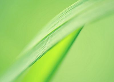 зеленый, листья - копия обоев рабочего стола