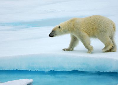 животные, арктический, белые медведи - обои на рабочий стол