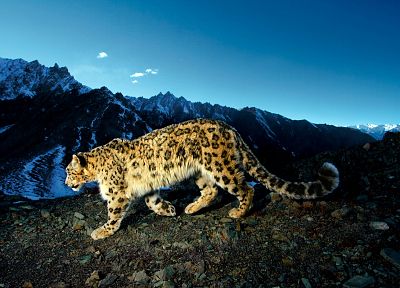 горы, леопарды - случайные обои для рабочего стола