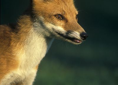 животные, лисы - случайные обои для рабочего стола