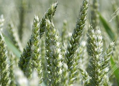 природа, пшеница - оригинальные обои рабочего стола