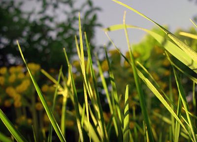 природа, трава - случайные обои для рабочего стола