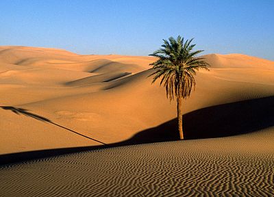 пейзажи, пустыня, песчаные дюны, пальмовые деревья - обои на рабочий стол