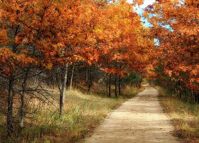 деревья, осень, леса - случайные обои для рабочего стола