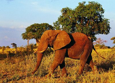 деревья, животные, живая природа, поля, слоны, Африка - копия обоев рабочего стола