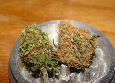 марихуана, сорняки - обои на рабочий стол