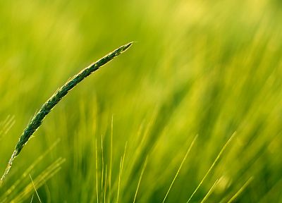 зеленый, природа, трава - случайные обои для рабочего стола