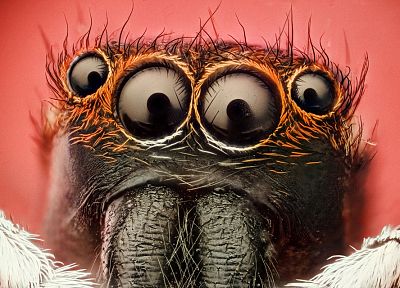 глаза, насекомые, макро, пауки, паукообразные - случайные обои для рабочего стола