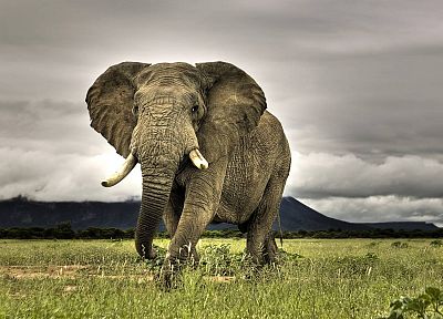 животные, слоны, Африканский, млекопитающие - случайные обои для рабочего стола