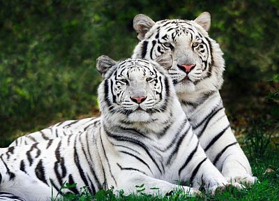 природа, животные, тигры, белый тигр - похожие обои для рабочего стола