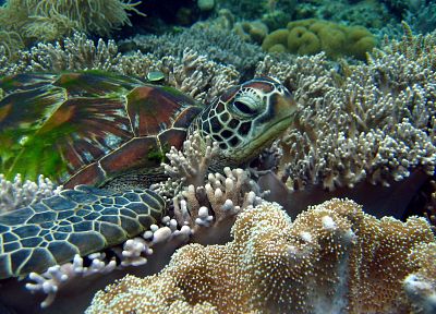 морские черепахи - похожие обои для рабочего стола