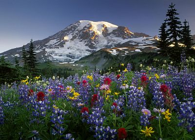 горы, пейзажи, цветы, Маунт-Рейнир, полевые цветы - оригинальные обои рабочего стола